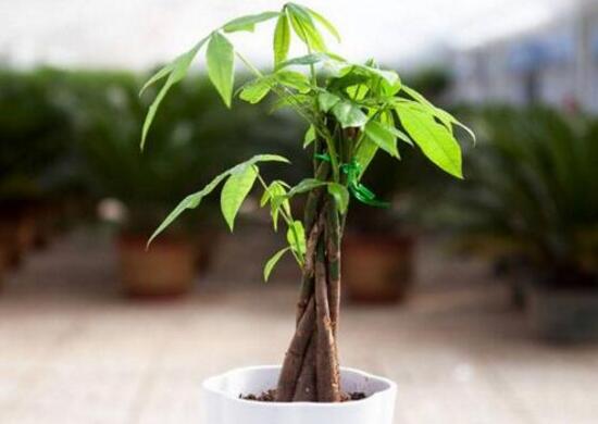 发财树种子怎么种植,发财树种子种植方法