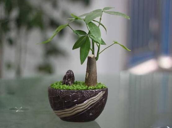 发财树发芽多久可以切掉,发芽半个月后可切掉