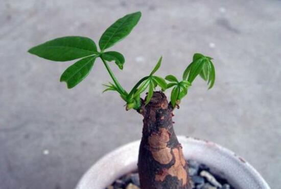 小发财树为什么要砍头,发财树锯掉后如何发芽