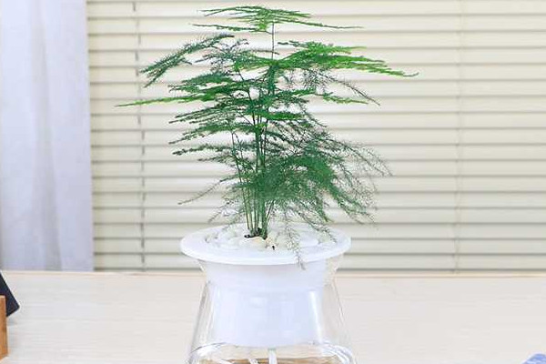 文竹泡水里能长根吗，能长根但需要营养液等辅助