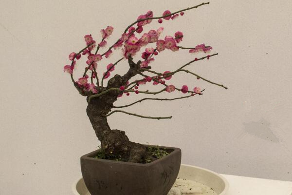 梅花盆景如何换盆，春季换盆成活率最高