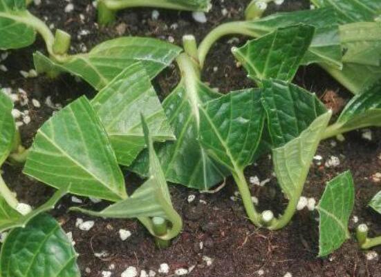 绣球花夏天可以扦插吗，抑制生根、存活慢(不适宜)