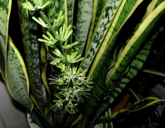 虎皮兰开花寓意什么，寓意着发财富贵、健康长寿
