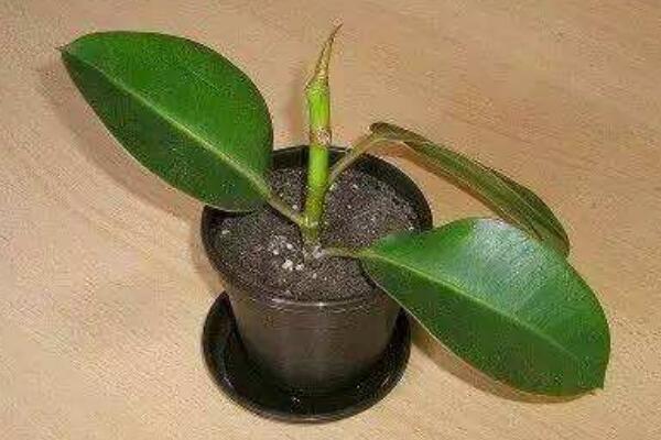 橡皮树的修剪方法图解,橡皮树的四种修剪方法