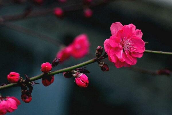 梅花种子怎么种，春秋季播种成活率最高