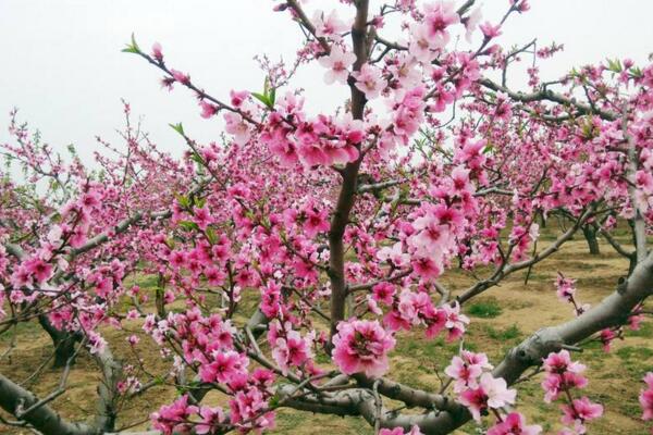 盆栽桃花的养殖方法，保证土壤、环境适宜