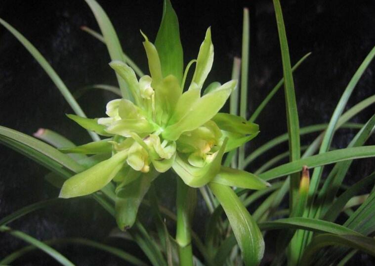 兰花的种植方法，注意土壤和光照等6个方面