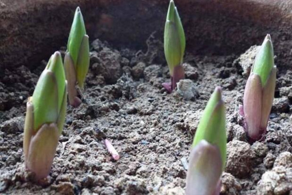 香水百合种球种植方法，种球种植的详细步骤