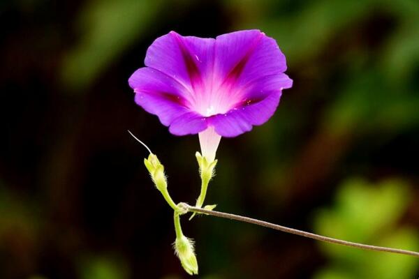 牵牛花多久浇一次水，不同季节浇水频率不同