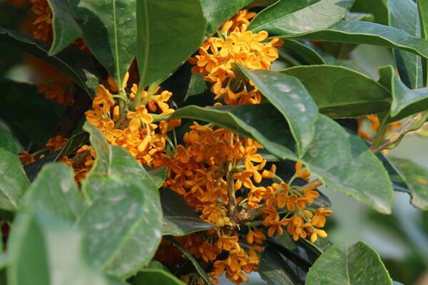 四季桂花的养殖方法，让植株开花不断的要点