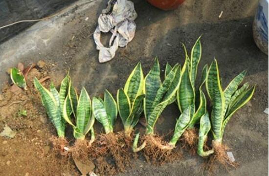 虎皮兰怎么分株繁殖，切割叶丛/保留叶片、根茎状、吸芽