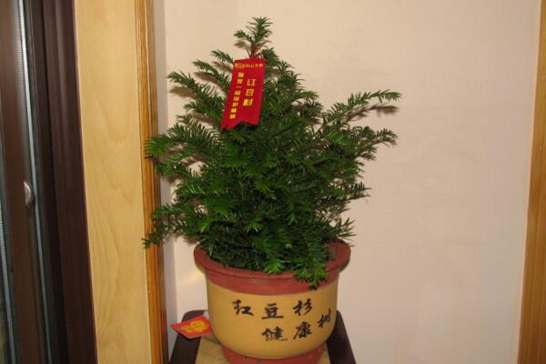 红豆杉的花语和传说，花语高傲、传说凄凉