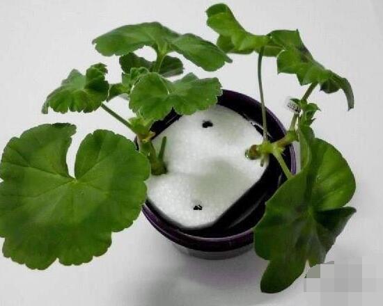 天竺葵水插几天生根,最快可一个星期生长出根系来