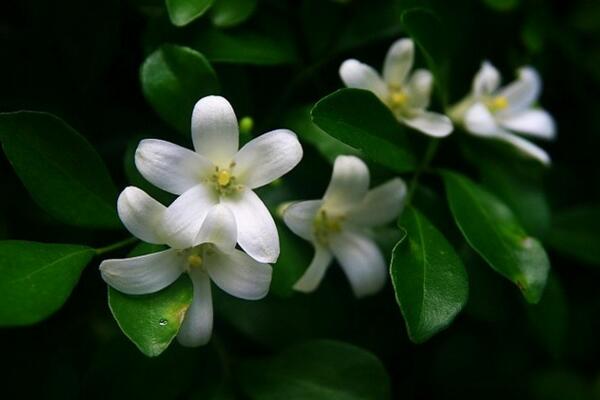 九里香种子种植方法，种植之后的养护非常关键