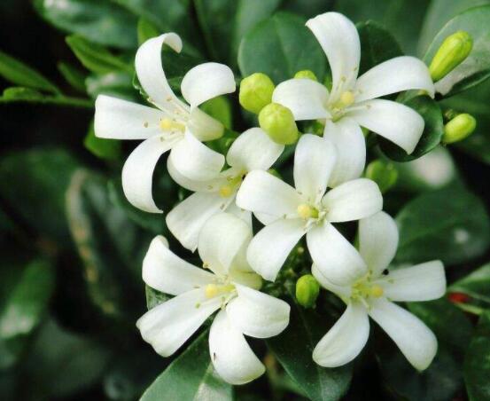 九里香花有毒吗，无毒/制作香精香料、泡茶泡酒喝
