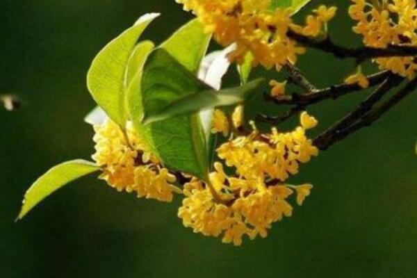 四季桂花的养殖方法，让植株开花不断的要点