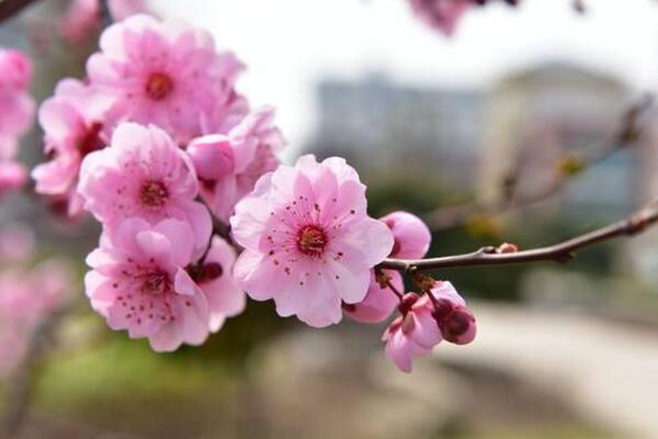 盆栽桃花的养护方法，首先要保证盆土的适宜