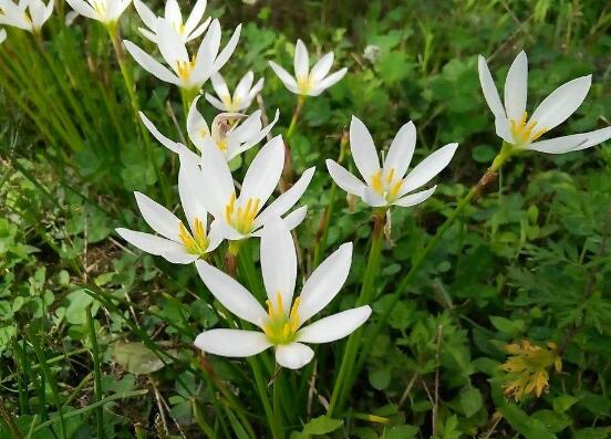 水仙花什么时候开花,水仙花花期在冬季