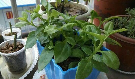 长寿花怎么修剪,长寿花修剪方法