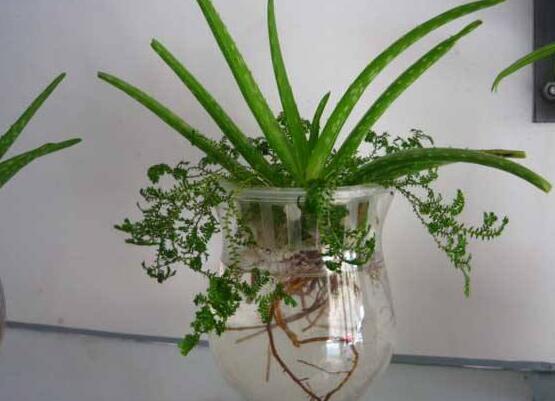 芦荟可以水培吗,芦荟水培方法