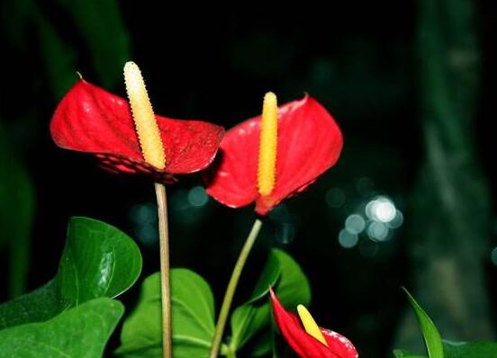 红掌什么时候开花,一年四季均可开花
