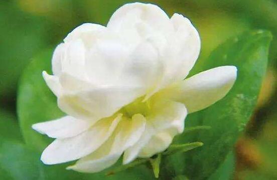 茉莉花有毒吗,茉莉花可以放在室内吗