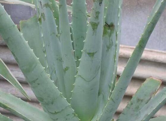 芦荟的花语是什么,芦荟洁身自爱、不受干扰