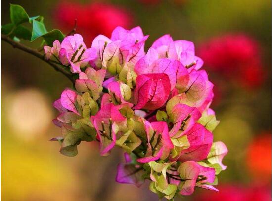 三角梅是哪个市的市花,三角梅花语是什么