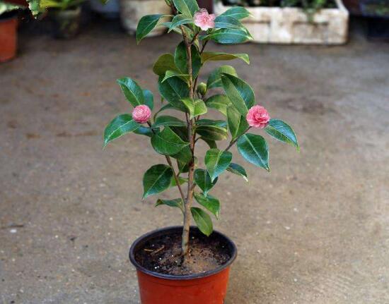 茶花适合在室内养吗,茶花对家里的风水好吗