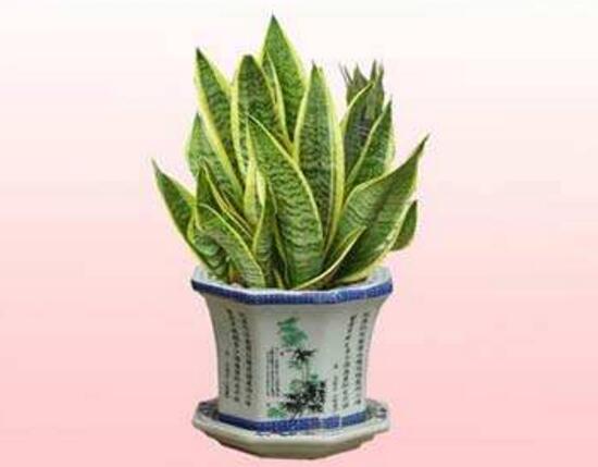 虎皮兰有毒吗,虎皮兰适合放在卧室吗