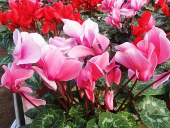 仙客来什么时候开花,仙客来一年开几次花/冬季开花