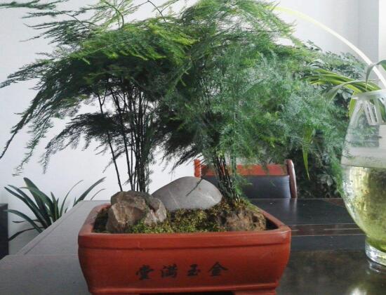 文竹可以浇白糖水吗,易使根部灼伤、招来蚊虫