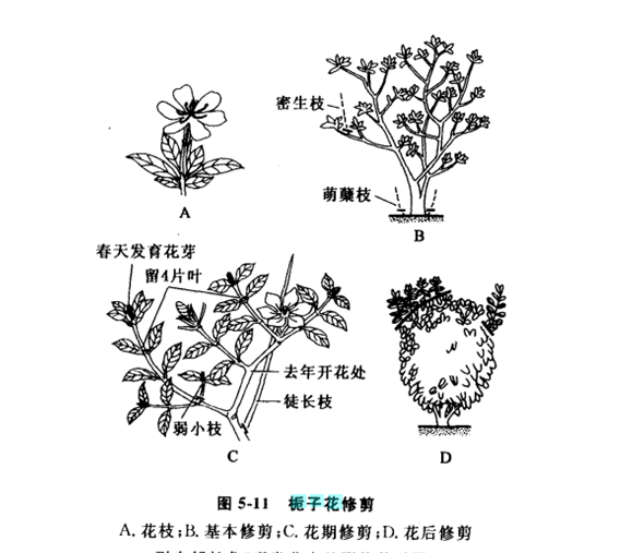 栀子花怎么修剪,栀子花什么时候修剪最适当呢