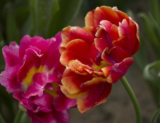 郁金香开花时间,3-5月每天清晨七点开花