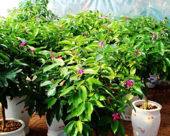 平安树开花吗,平安树养多久可以开花