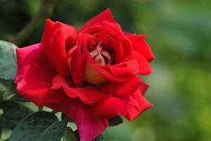 月季花怎么养，月季花的养殖方法