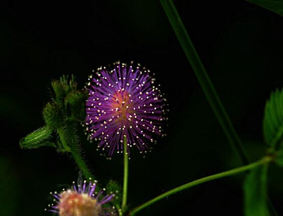 含羞草花期,含羞草花期在每年九月盛放
