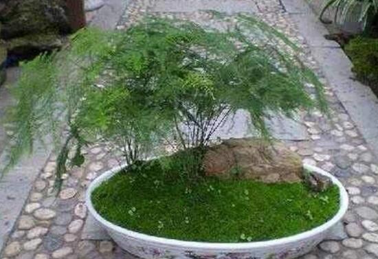 文竹花盆里有小白虫子怎么办,喷杀虫剂清除害虫