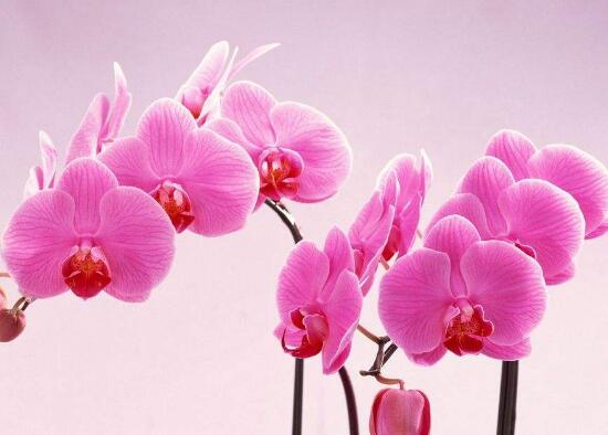 蝴蝶兰花语是什么,送蝴蝶兰代表什么意思