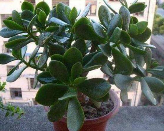 玉树花几年开花,掌握五大要点可年年开花