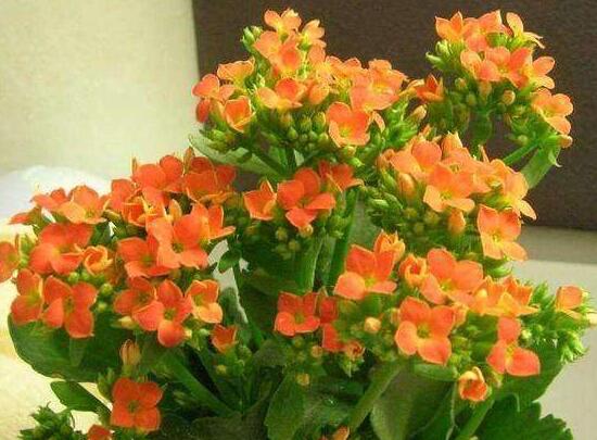 长寿花夏天可以施肥吗,长寿花施肥技巧