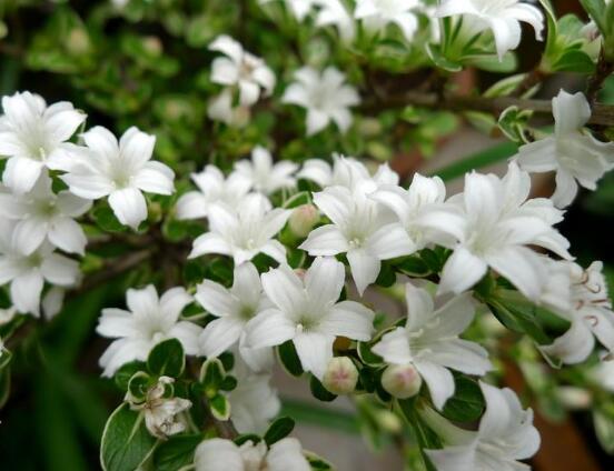 六月雪花期,六月雪花期持续达60天(5-7月份)