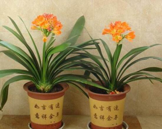 君子兰什么时候开花,君子兰开花有什么兆头