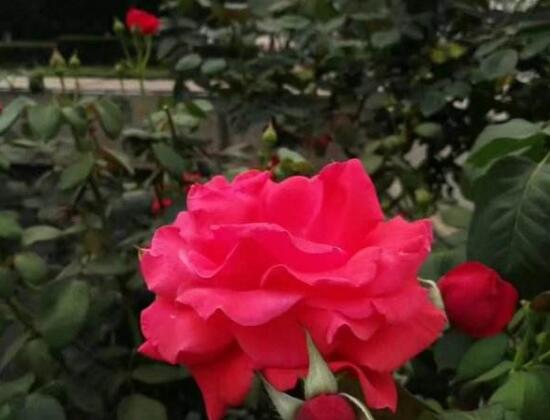 月季花花期是什么时候,月季花什么时候开花
