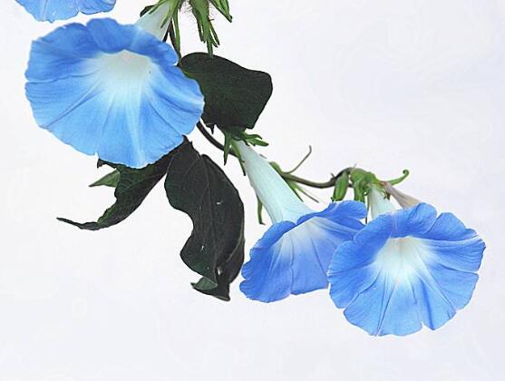 牵牛花什么时候开花,牵牛花在每年6-10月开花