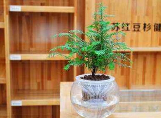 红豆杉可以水培吗,红豆杉水培方法