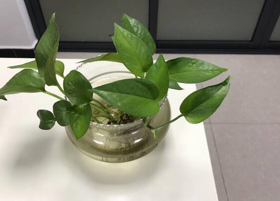 绿萝有毒吗,有毒千万别当菜吃