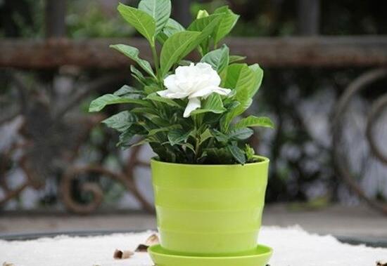 栀子花夏天怎么养,栀子花夏天养殖方法