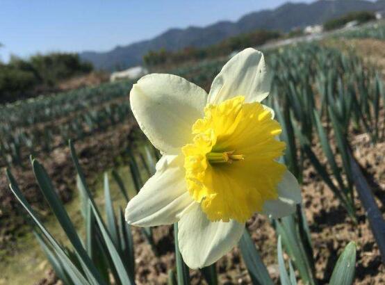 水仙花花语是什么，象征着纯洁和吉祥