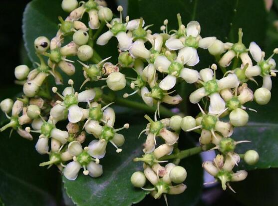 万年青开花吗,万年青栽培三年开花